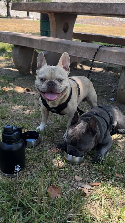 Meet Bruno & Rocky