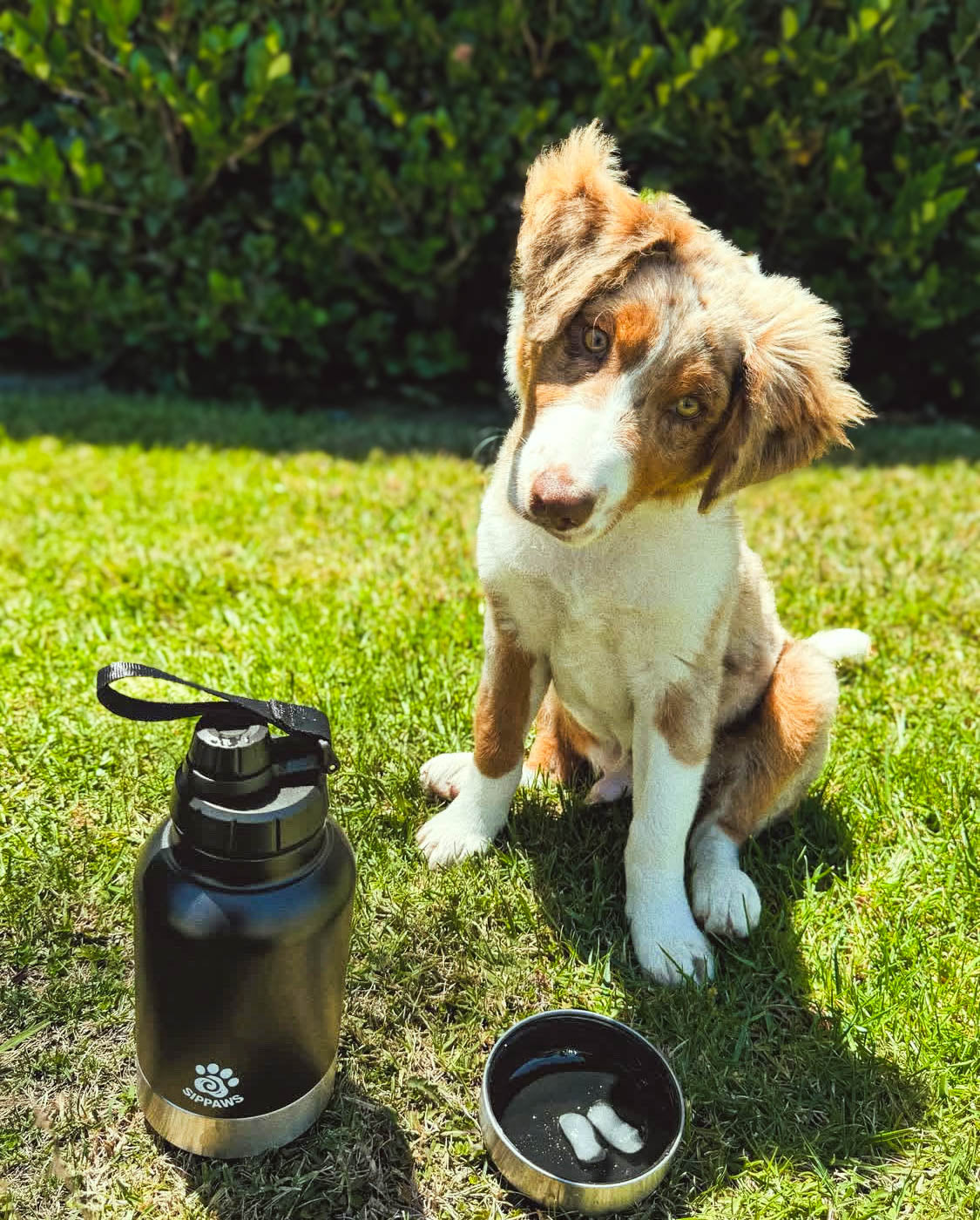 SIPPAWS™ Adventure-Ready Dog Water Bottle -  Satin Black / 32oz