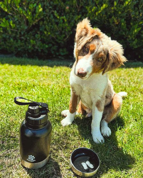 SIPPAWS™ Adventure-Ready Dog Water Bottle -  Satin Black / 32oz