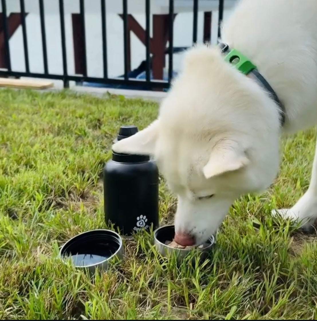 SIPPAWS™ Adventure-Ready Dog Water Bottle -  Satin Black / 32oz